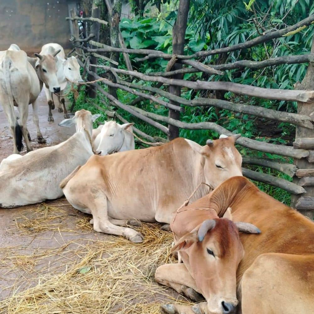बिहार से पशुओं को ला रहे व्यापारियों से वसूली का केस ईडी के पास पहुंचा बिहार से पशुओं को ला रहे व्यापारियों से वसूली का केस ईडी के पास पहुंचा