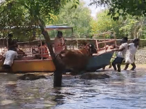 बांके बिहारी मंदिर के पास पहुंची यमुना की बाढ़:वृंदावन का ज्यादातर हिस्सा डूबा, मथुरा-शाहजहांपुर में स्कूल बंद, 25 जिलों में अलर्ट