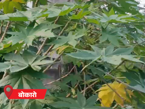 झारखंड के आज हल्के से मध्यम दर्जे की बारिश:बंगाल की खाड़ी में बना लो प्रेशर, तेज हवा भी चल सकती है झारखंड के आज हल्के से मध्यम दर्जे की बारिश:बंगाल की खाड़ी में बना लो प्रेशर, तेज हवा भी चल सकती है