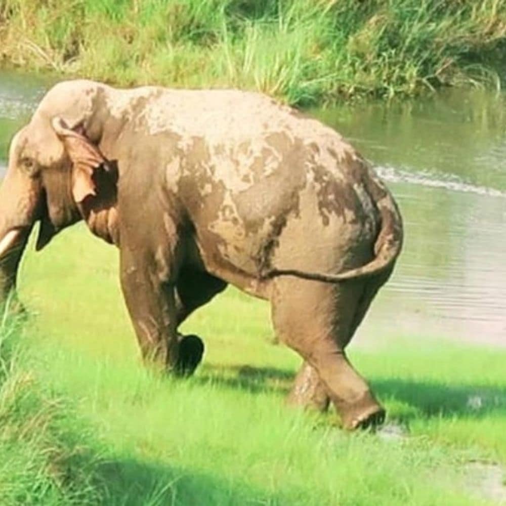 गढ़वा में हाथी ने व्यक्ति को कुचला, मौत:मवेशी चराने जंगल गए थे, इस साल हाथियों के हमले में 11 ग्रामीणों की गई जान