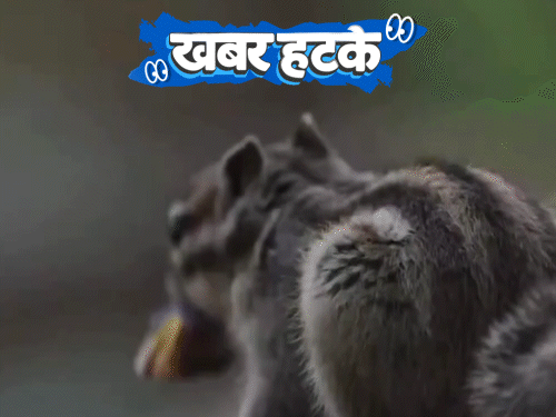 खबर हटके- मांस खा रही गिलहरियां, चूहों-पक्षियों को बनाया शिकार:अंटार्कटिका से बर्फ का पहाड़ लाएगा UAE; देखिए 5 रोचक खबरें