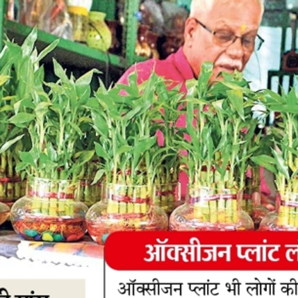 रांची में बढ़ रहा गार्डनिंग का ट्रेंड…:मौसमी फूल, कलमी फल और ऑक्सीजन बढ़ाने वाले पौधों से लोग सजा रहे बगीचे और बालकनी रांची में बढ़ रहा गार्डनिंग का ट्रेंड…:मौसमी फूल, कलमी फल और ऑक्सीजन बढ़ाने वाले पौधों से लोग सजा रहे बगीचे और बालकनी
