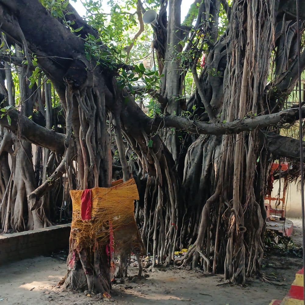 गोपालगंज में बरगद-पीपल पेड़ का नाम ‘भाई-बहन’:70 साल पहले दुर्घटना में भाई और बहन की हुई मौत, निकला बरगद-पीपल का पौधा गोपालगंज में बरगद-पीपल पेड़ का नाम ‘भाई-बहन’:70 साल पहले दुर्घटना में भाई और बहन की हुई मौत, निकला बरगद-पीपल का पौधा