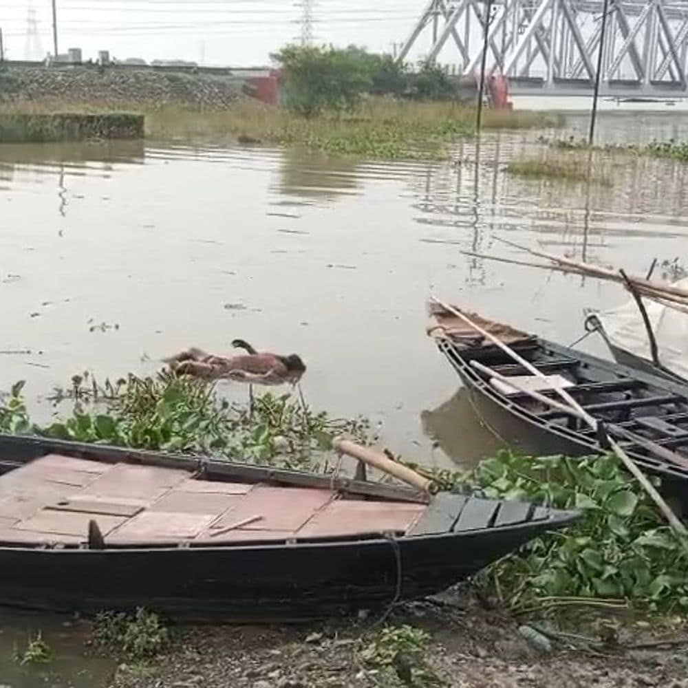 कहलगांव में नदी से मिला अज्ञात शव:ग्रामीणों ने दी पुलिस को सूचना, पोस्टमॉर्टम के लिए भेजा गया कहलगांव में नदी से मिला अज्ञात शव:ग्रामीणों ने दी पुलिस को सूचना, पोस्टमॉर्टम के लिए भेजा गया