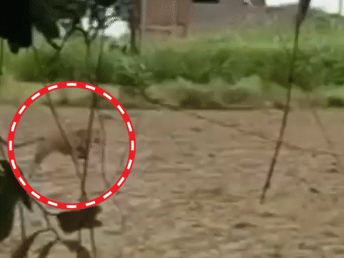 भूख-प्यास से खूंखार हुआ तेंदुआ, पंजे मार गुर्रा रहा:जाल डालकर लगाए गए पिंजरे, मेमने–बकरे को बांधा गया; एक बकरे को किया घायल